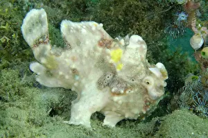 Moluccas: Warty Frogfish