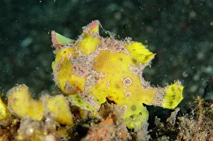 Frogfish: Warty Frogfish