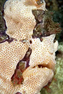 Frogfishes: Warty Frogfish / Clown Frogfish
