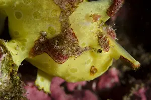 Frogfishes: Warty Frogfish - Dropoff dive site, Seraya, Bali, Indonesia
