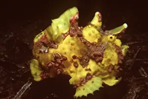 Ugly: WARTY FROGFISH - mimics using lures