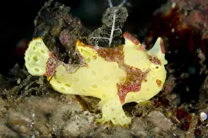 Frogfishes: Warty Frogfish - Segara dive site, Seraya, Bali, Indonesia
