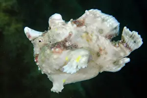 Moluccas: Warty Frogfish swimming