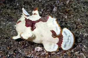 Maculatus: Warty Frogfish walking on black sand