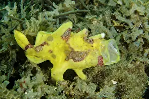 Moluccas: Warty Frogfish yawning