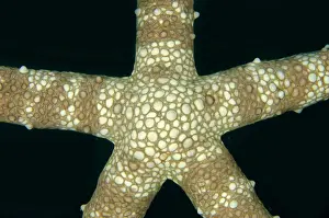 January: Warty Mesh Sea Star