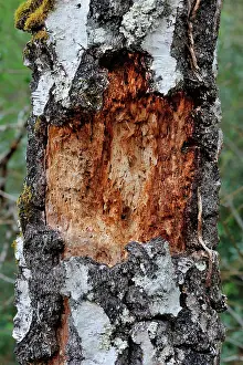 Attacked: Warty old Birch trunk attacked by a Black Woodpecker