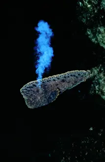 Posionous: Warty PROWFISH - defence action