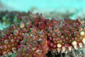 Sponge: Warty Sea Star
