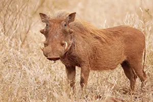 Warthogs: Warzenschwein im Kruger Nationalpark, rot durch den Sand, S