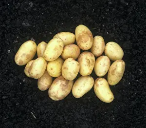 Root: Washed potato crop