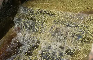 Grade: Washing and Grading Coffee