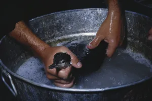 Soap: Washing an Oiled Bird