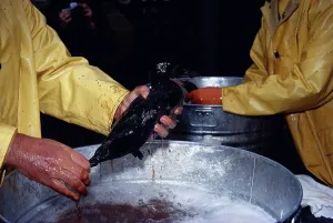 Reclamation: Washing an Oiled Bird