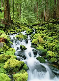 Freshness: Washington, Olympic National Park, View