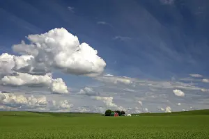 Peas: Washington Pea Farm