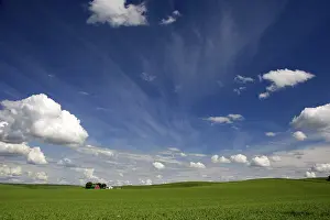 Peas: Washington Pea Farm