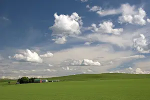 Peas: Washington Pea Farm