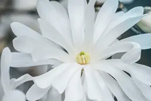 Danita Delimont: Washington State, Bellevue. Star Magnolia