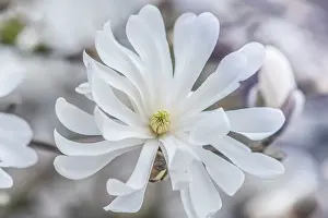 Danita Delimont: Washington State, Bellevue. Star Magnolia