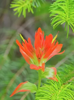 Snoqualmie: Washington State, Central Cascades, Magenta Paintbrush