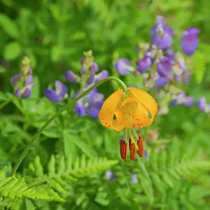 Lupine: Washington State, Central Cascades, Columbia Tiger