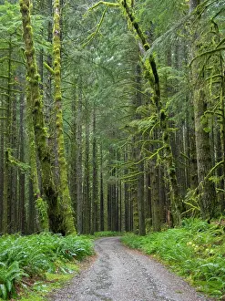 Snoqualmie: Washington State, Central Cascades, Forest Road