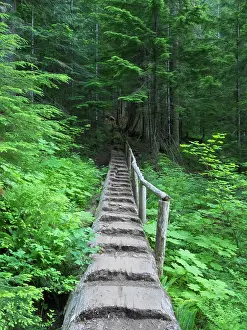 Snoqualmie: Washington State, Central Cascades, Old Fir tree