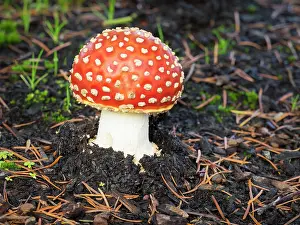 Amanita: Washington State, Fly agaric mushroom