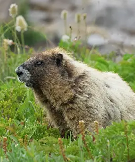 Marmot: Washington State, Mount Rainier National Park. Hoary