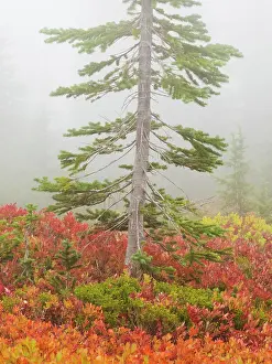 Paradise: Washington State, Mount Rainier National Park. Vivid