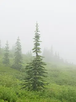 Paradise: Washington State, Mount Rainier National Park. Alpine