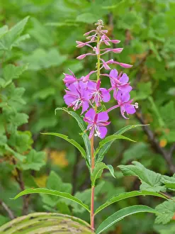 Epilobium: Washington State, Mount Rainier National Park. Fireweed