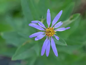 Daisy: Washington State, Mount Rainier National Park. Subalpine