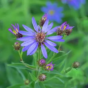 Daisy: Washington State, Mount Rainier National Park. Subalpine