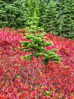 Rainier: Washington State, Mount Rainier National Park. Colorful