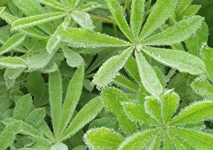 Lupine: Washington State, Mount Rainier National Park. Dew