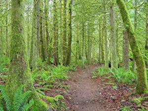 Jamie: Washington State, Tiger Mountain, Trail through