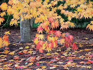 Danita Delimont: Washington State, USA. Autumn colored maple leaves