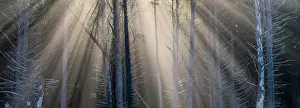 Danita Delimont: Washington State, USA. Olympic National Park, Rialto Beach