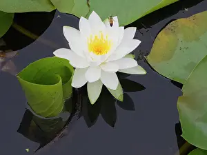Danita Delimont: Washington State, USA. Water lily in pond