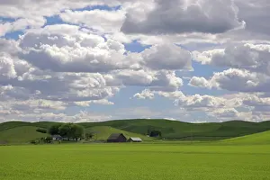 Unripe: Washington Wheat Farm
