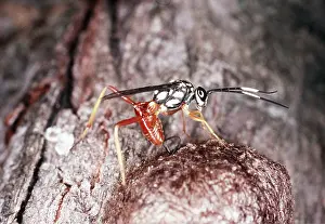 Wasps: WASP