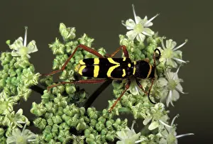 Arietis: Wasp Beetle