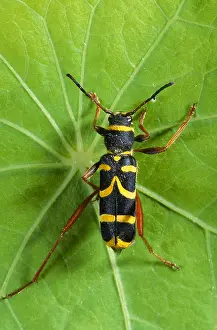 Mimicry: Wasp Beetle