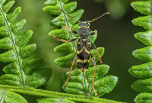 Pteridium: Wasp beetle, Clytus arietis; Longhorn beetle set