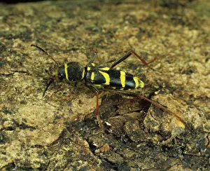 Hedges: Wasp Beetle (Clytus arietus)