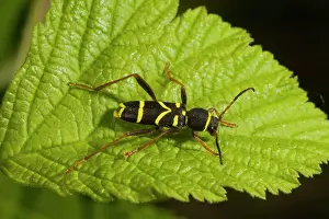 Arietis: Wasp Beetle - on leaf