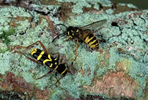 Vespa: Wasp Beetle - And Vespa vulgaris, wasp. Mimetic