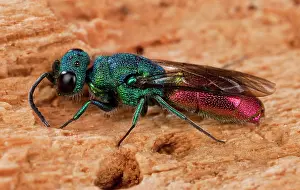 Chrysis: Wasp